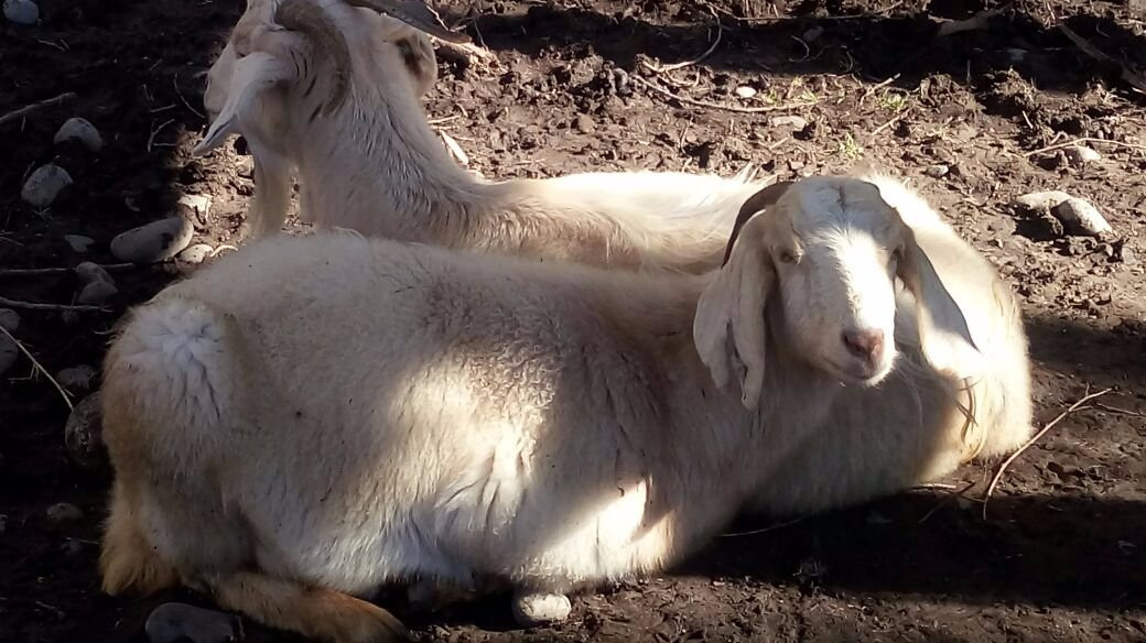 Arca del Pequen Granja Educativa Copequen-Copequen必去景点