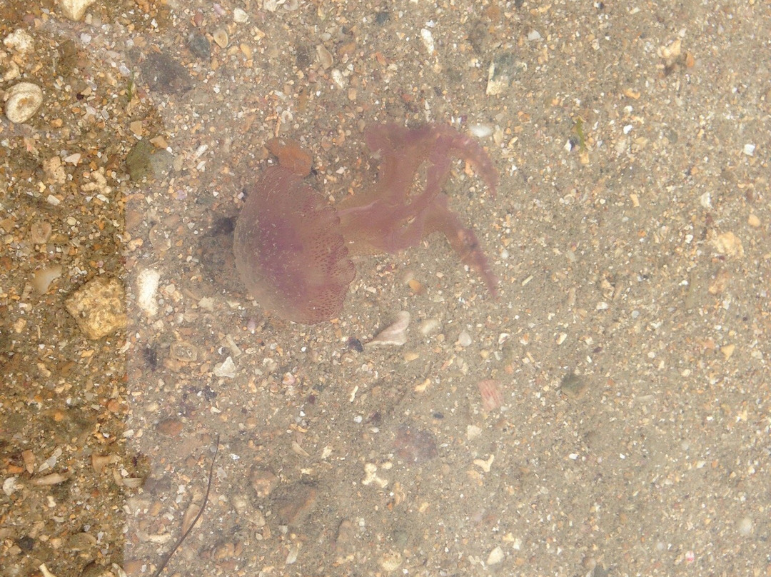 Plage de la Tossen-Paimpol必去景点