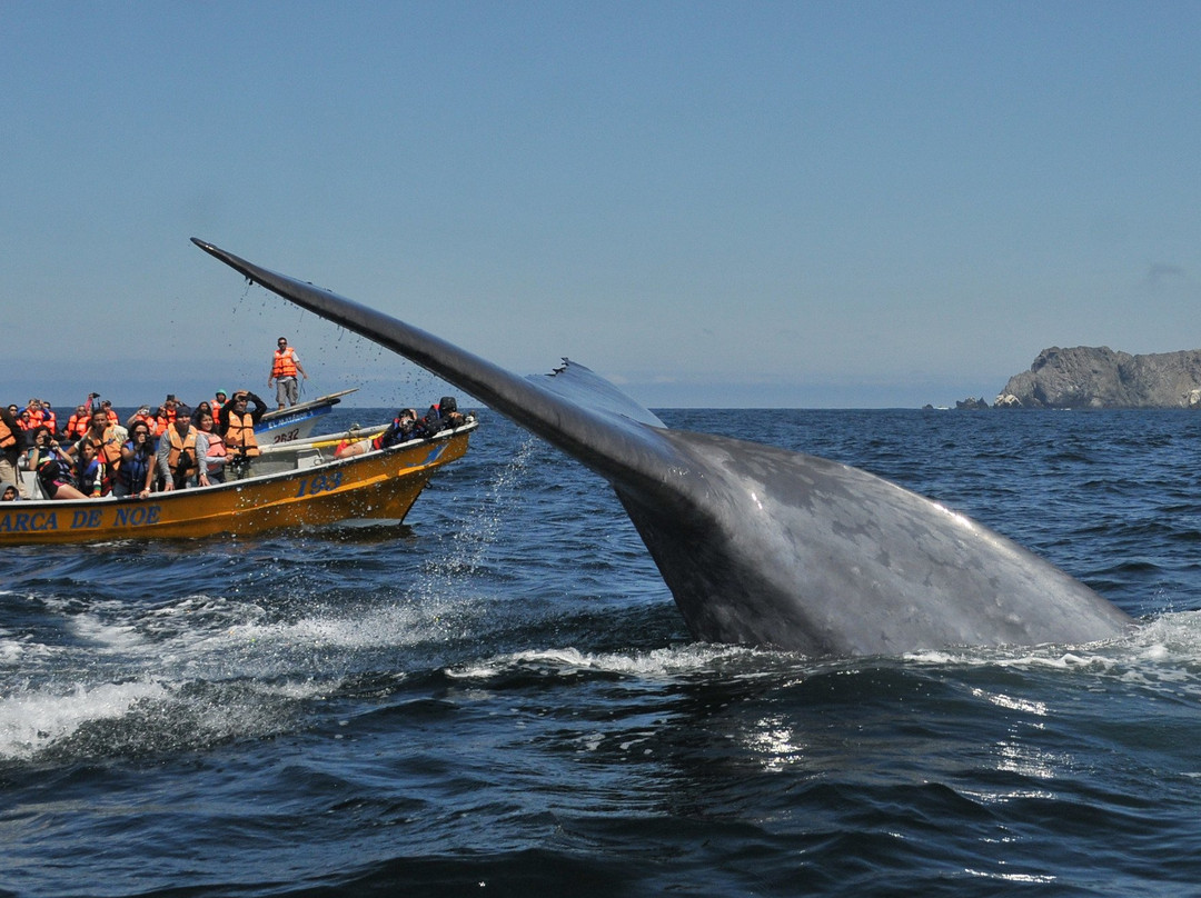 Whale Watching Chile-拉塞雷纳必去景点