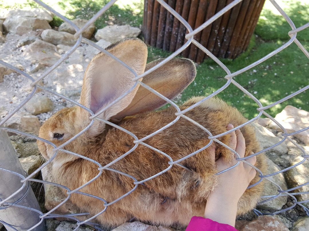 The Petting Farm-Ta' Qali必去景点