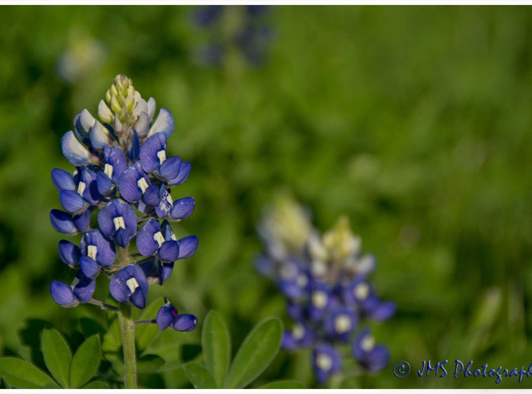 Bluebonnet Park-恩尼斯必去景点