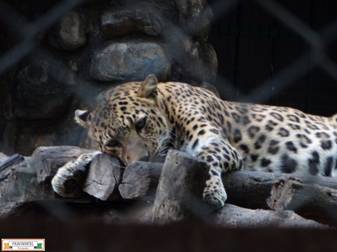 Kanan Pendari Zoo Park景点图片
