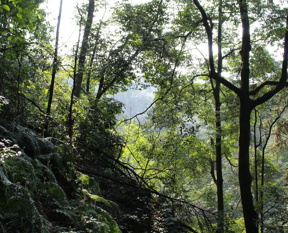 缙云山自然保护区景点图片