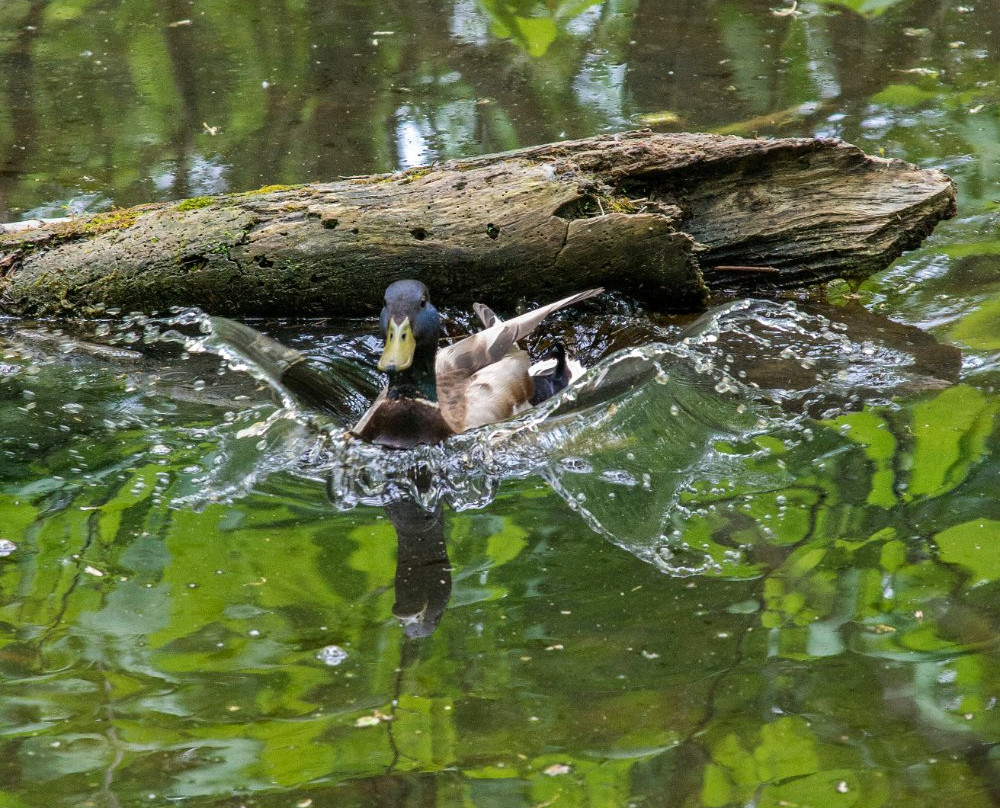 多伦多汉伯植物园-多伦多必去景点