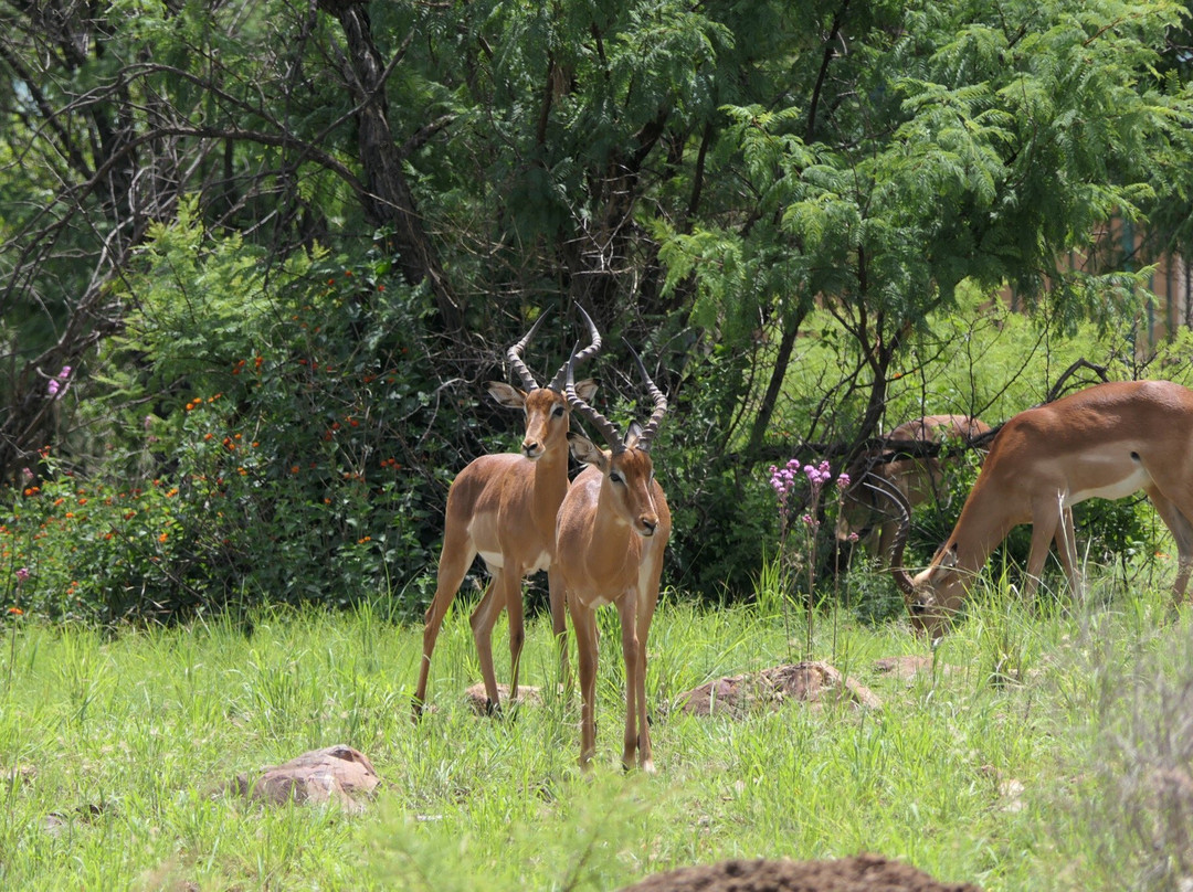 Moreleta Kloof Nature Reserve-比勒陀利亚必去景点