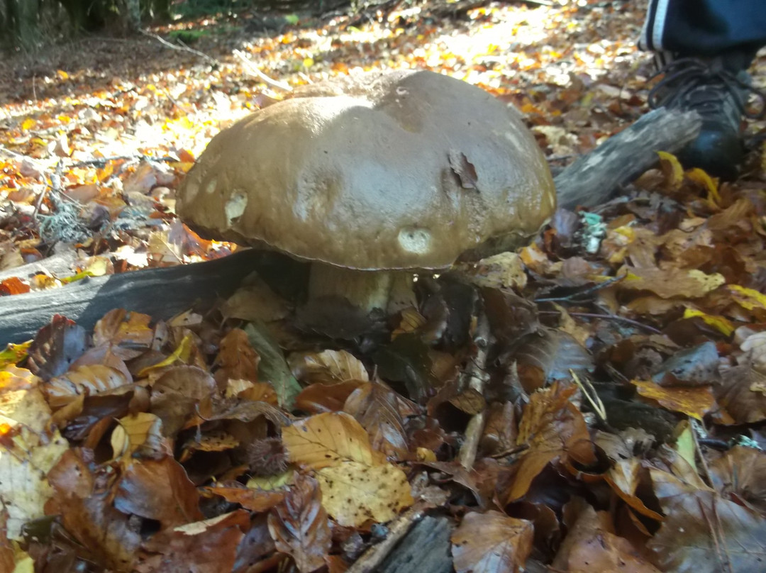 L'Ecrin de Brierat-Saint-Priest-la-Prugne必去景点