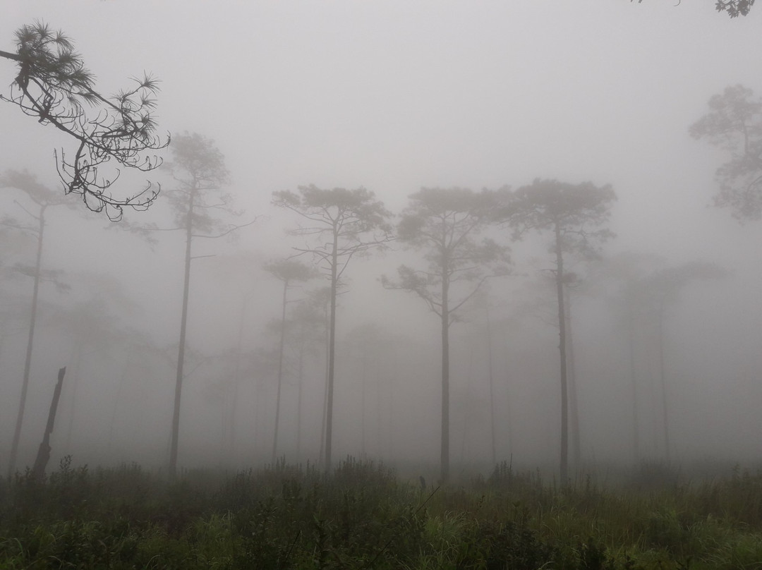 Phu Soi Dao National Park景点图片