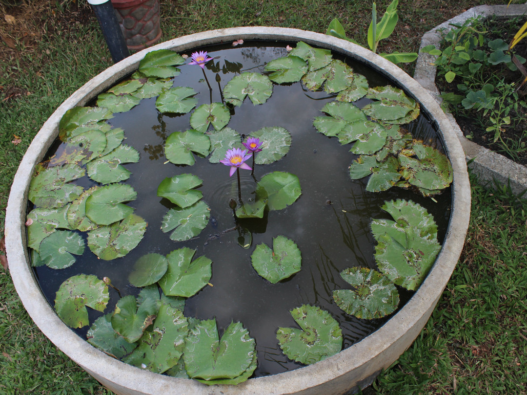 THE GREEN GARDEN主图