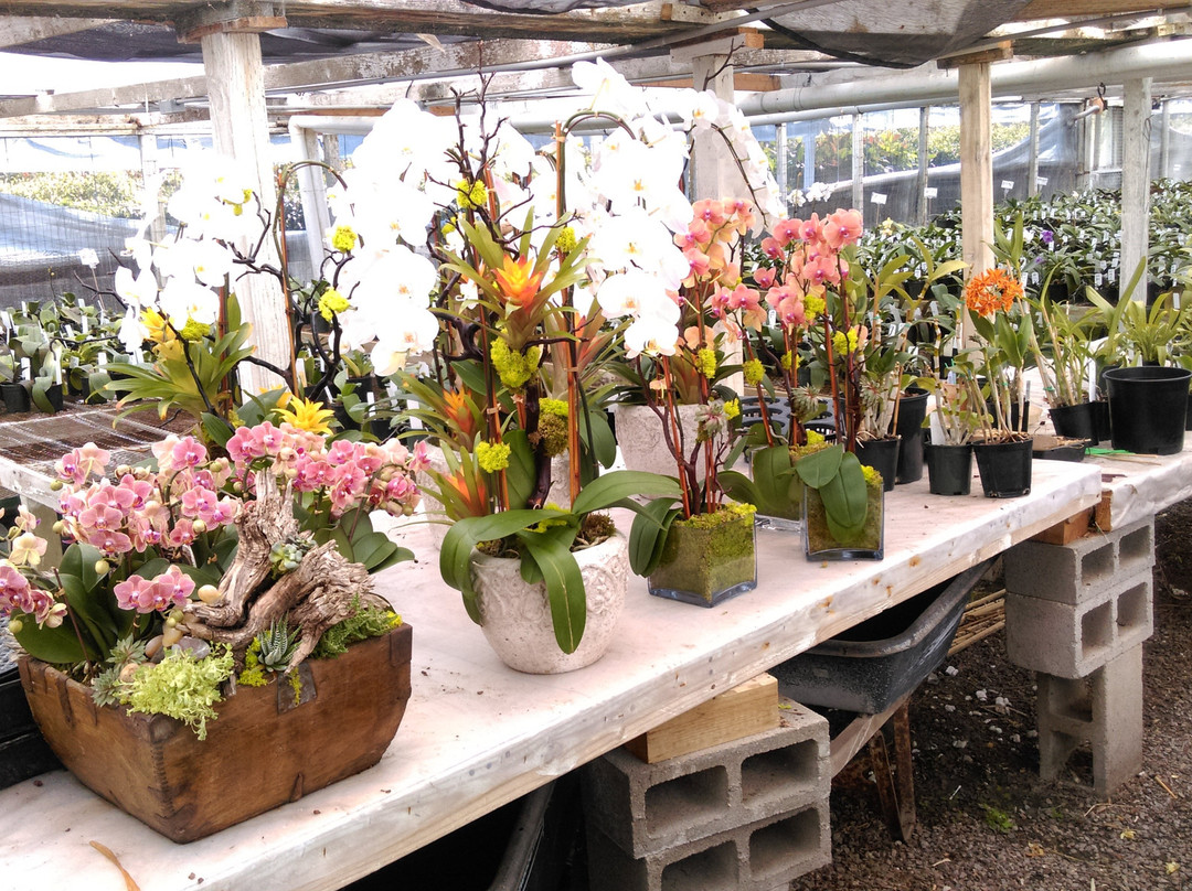 Cal Pacific Orchid Farm-恩西尼塔斯必去景点