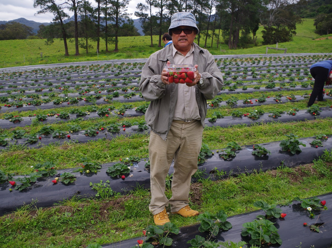 Kareelah Berry Farm景点图片