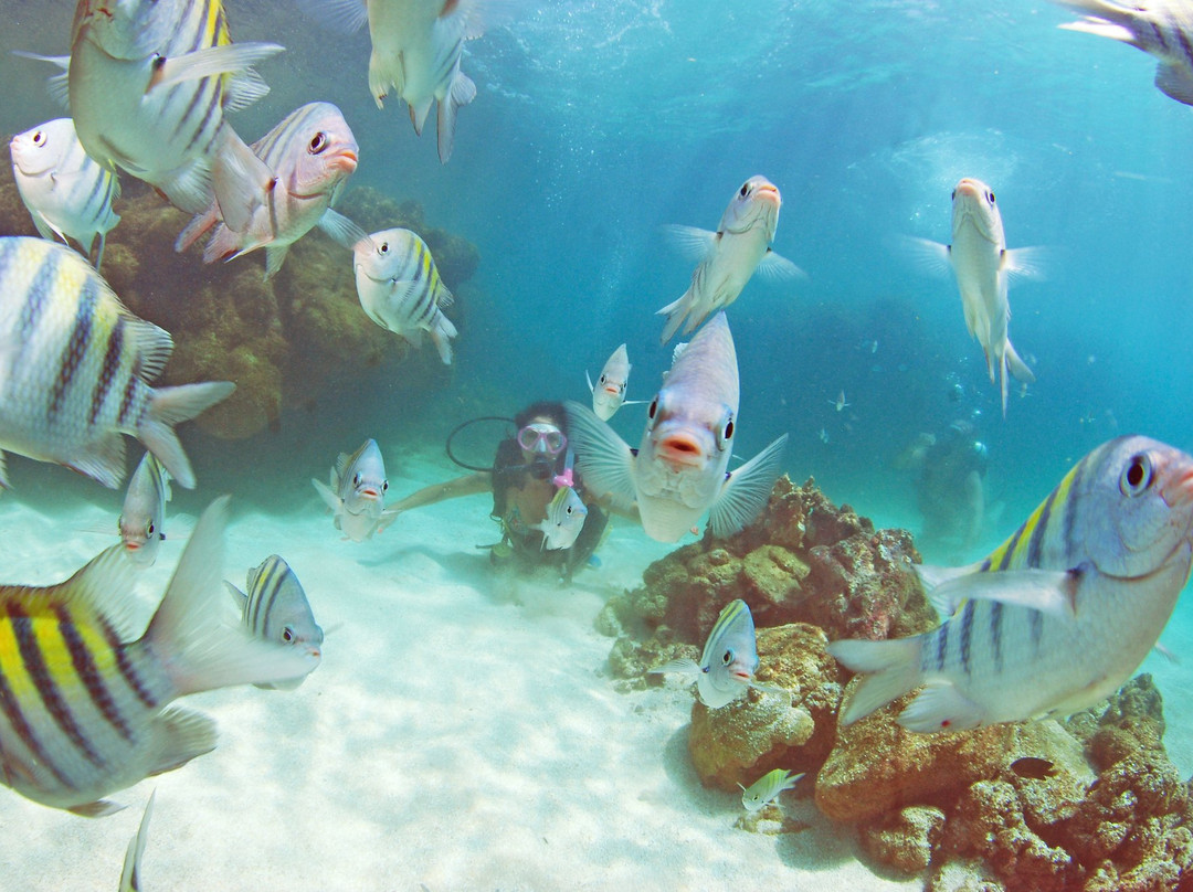 Deep Dive Adventures-嘎林海斯港必去景点