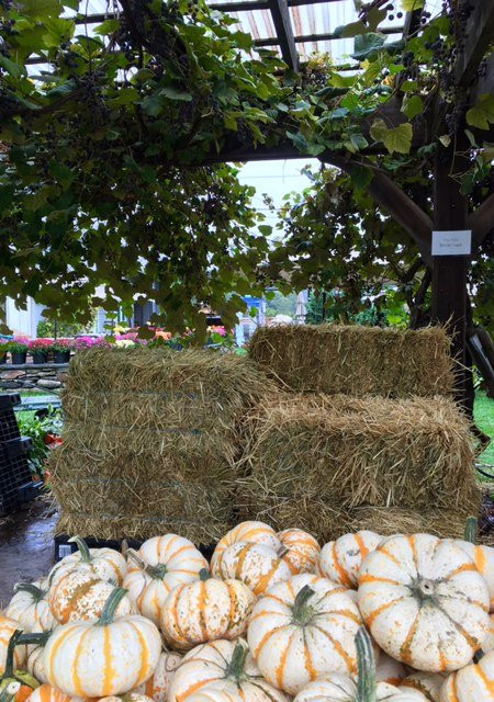 Ward's Berry Farm-Sharon必去景点