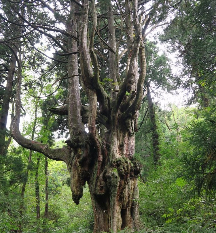Iwakura no Chibusa Sugi-隐岐之岛町必去景点