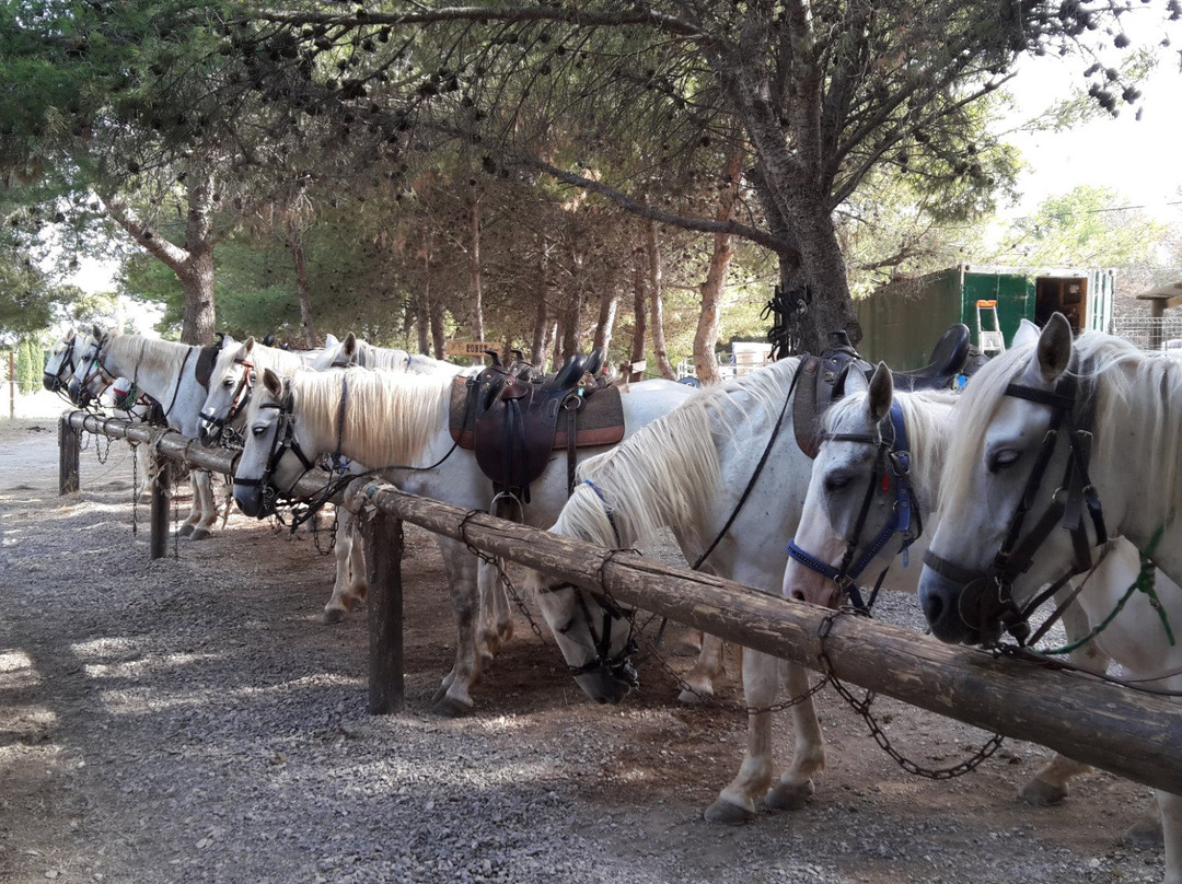 Promenade A Cheval Des Aresquiers景点图片