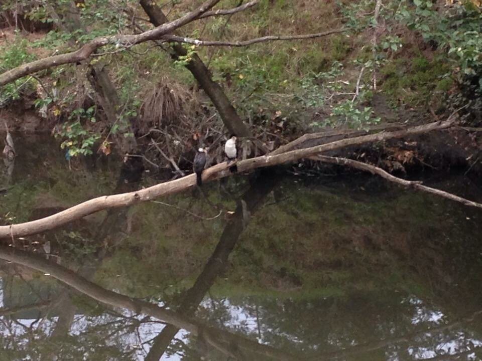 Glen Iris Park Wetlands景点图片