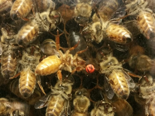 Bennett's Honey Farm-Fillmore必去景点