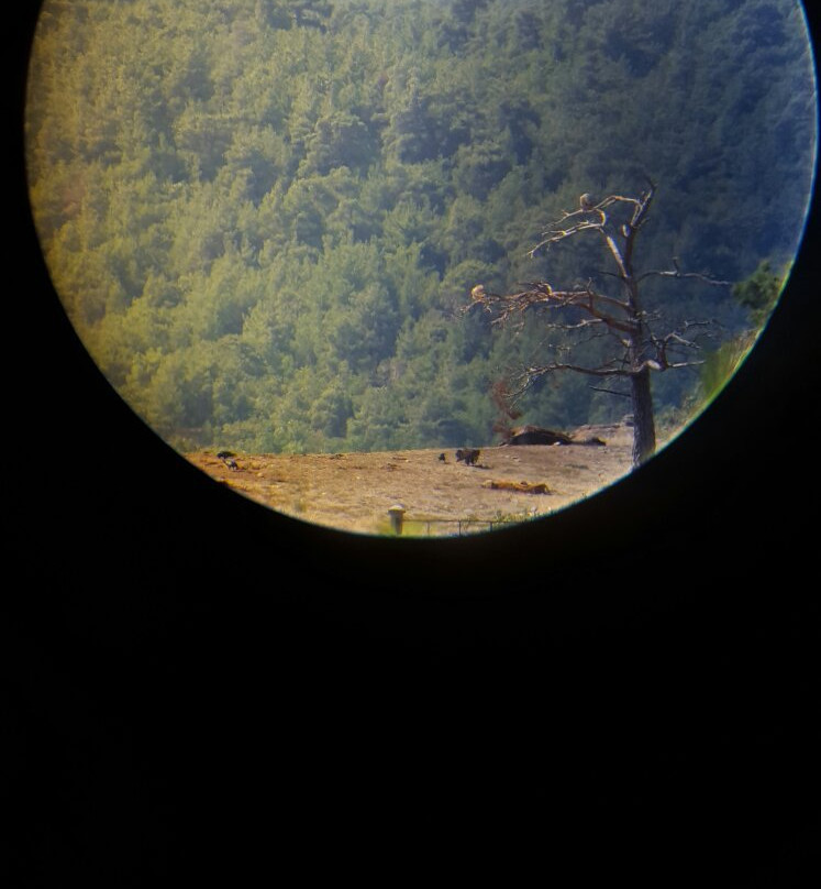 Dadia Forest-亚历山德鲁波利必去景点