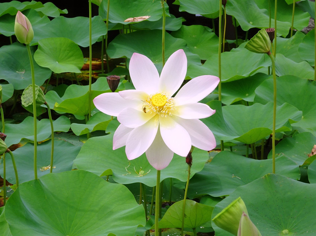 Maihiren no Sato-御坊市必去景点