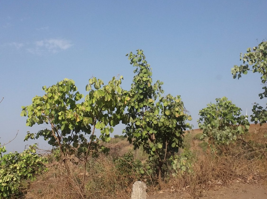 Sita Mata Wildlife Sanctuary景点图片