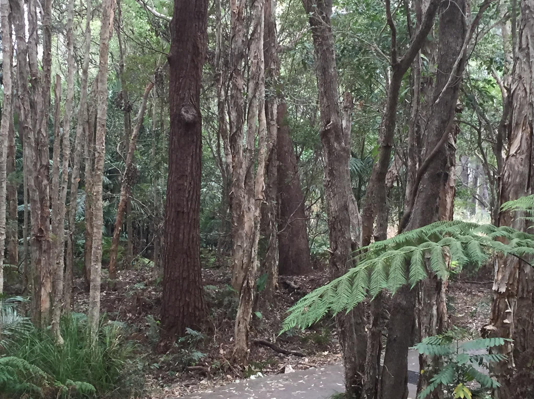 Coffs Creek Walk and Cycleway景点图片