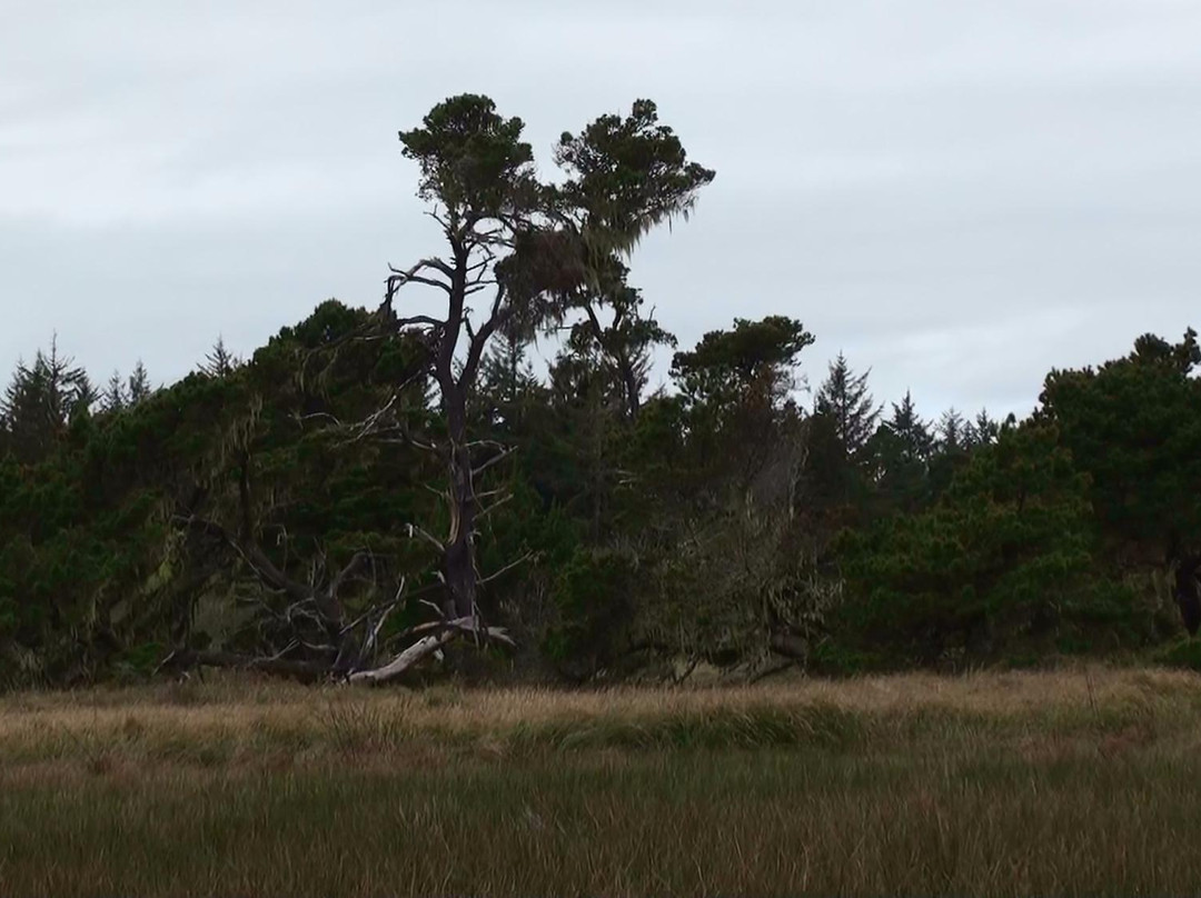Tolowa Dunes State Park景点图片