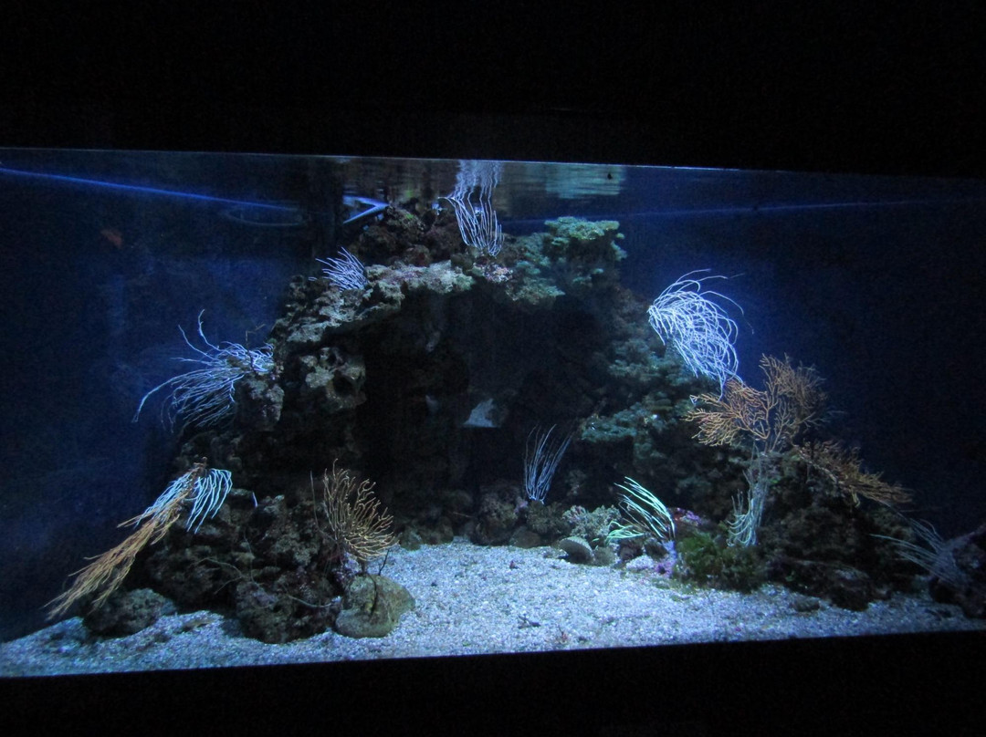 Acquario Mediterraneo dell'Argentario景点图片