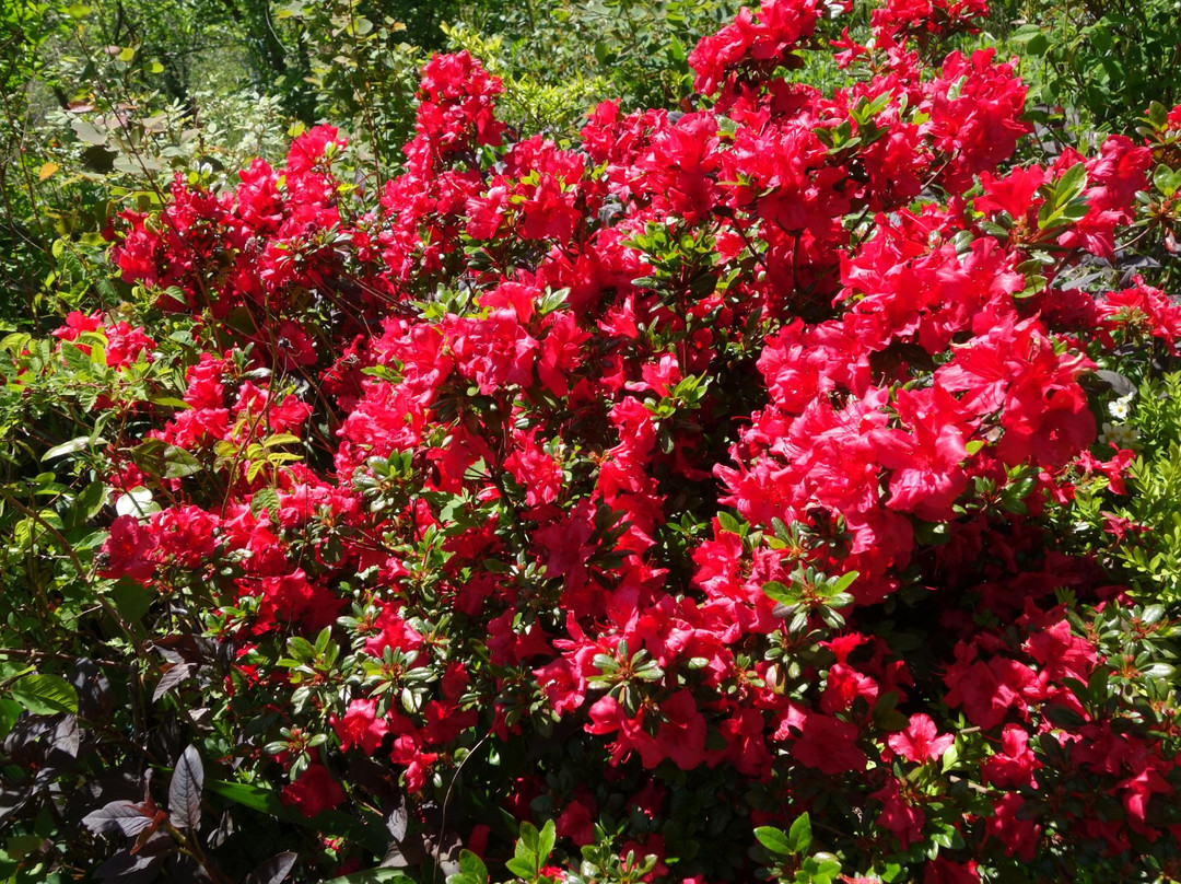 Le Jardin de Nelly景点图片