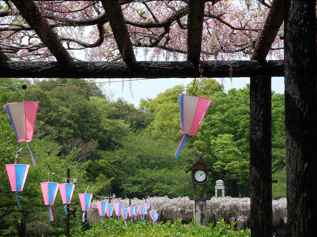 Kisai Fuji Matsuri-加须市必去景点