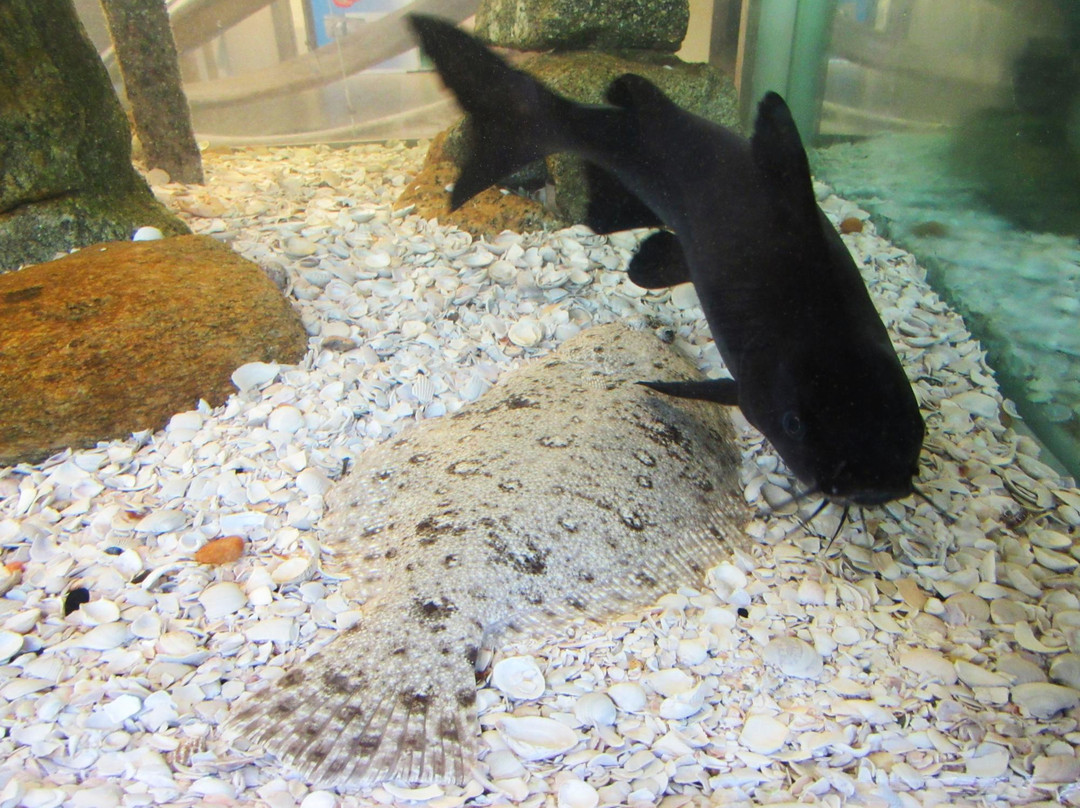 Museu de Ciências Naturais da Universidade Federal do Rio Grande do Sul – MUCIN-Imbe必去景点