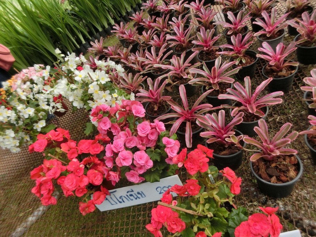B.N. Farm景点图片