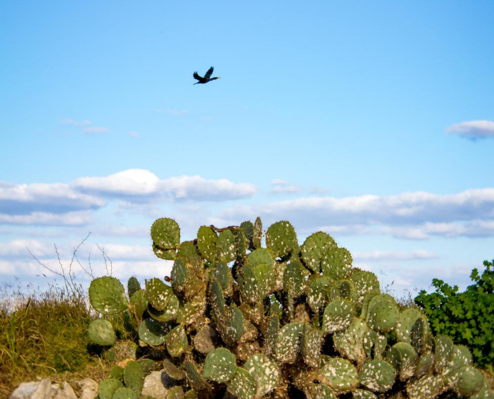 布劳尼格湖-圣安东尼奥市必去景点