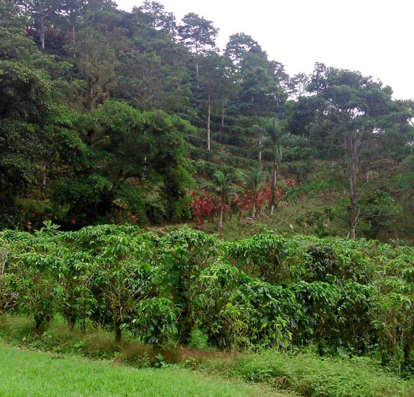 Chucaras Hotsprings Estate景点图片