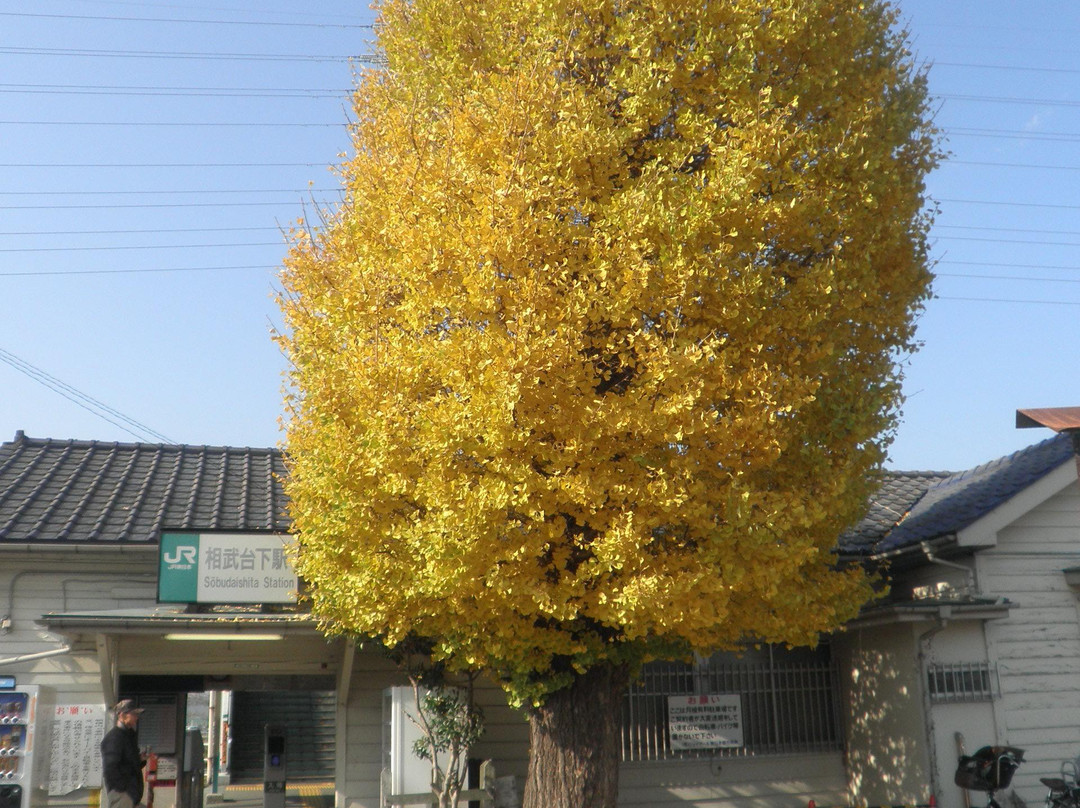 Kassaka Ruins Park-相模原市必去景点