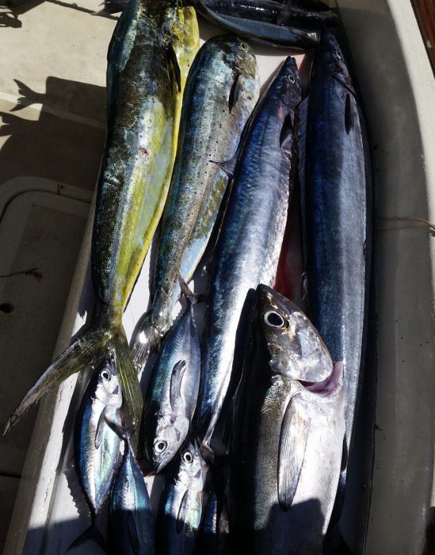 Cannon Charters-布里奇顿必去景点