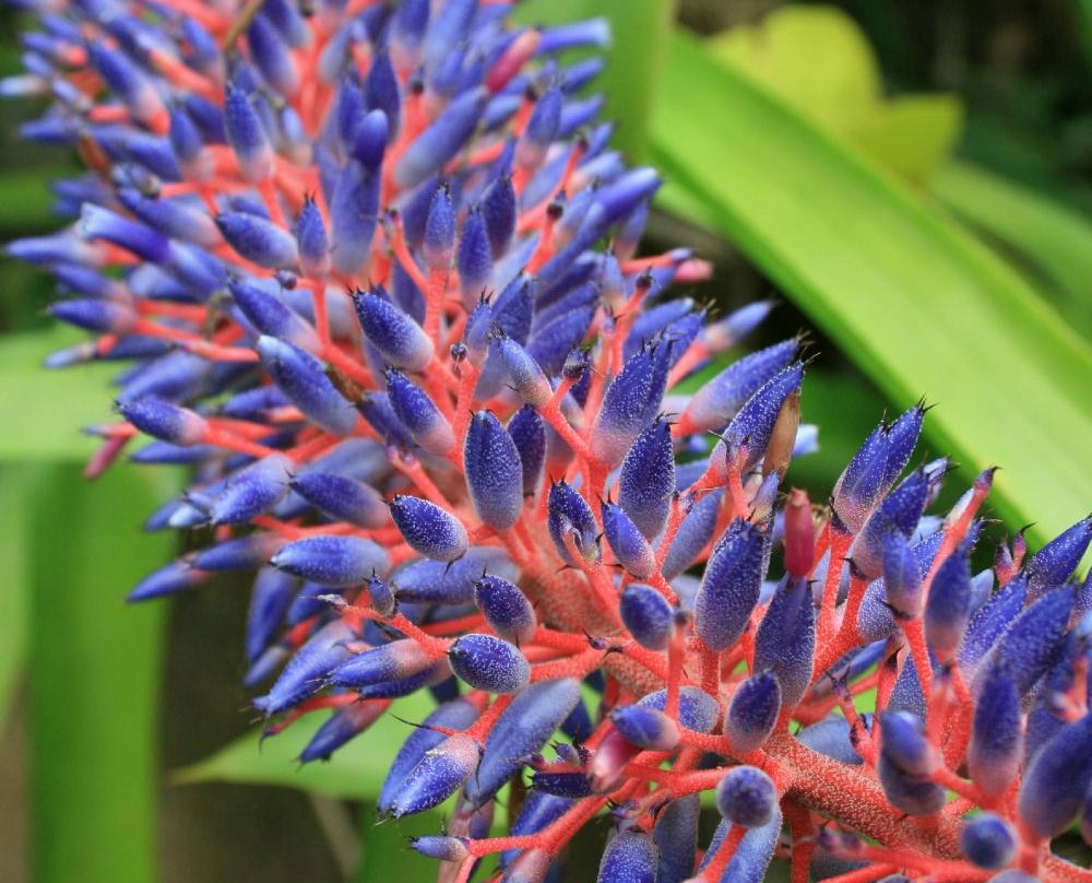 Cinco Ramas-洛斯奇莱斯必去景点