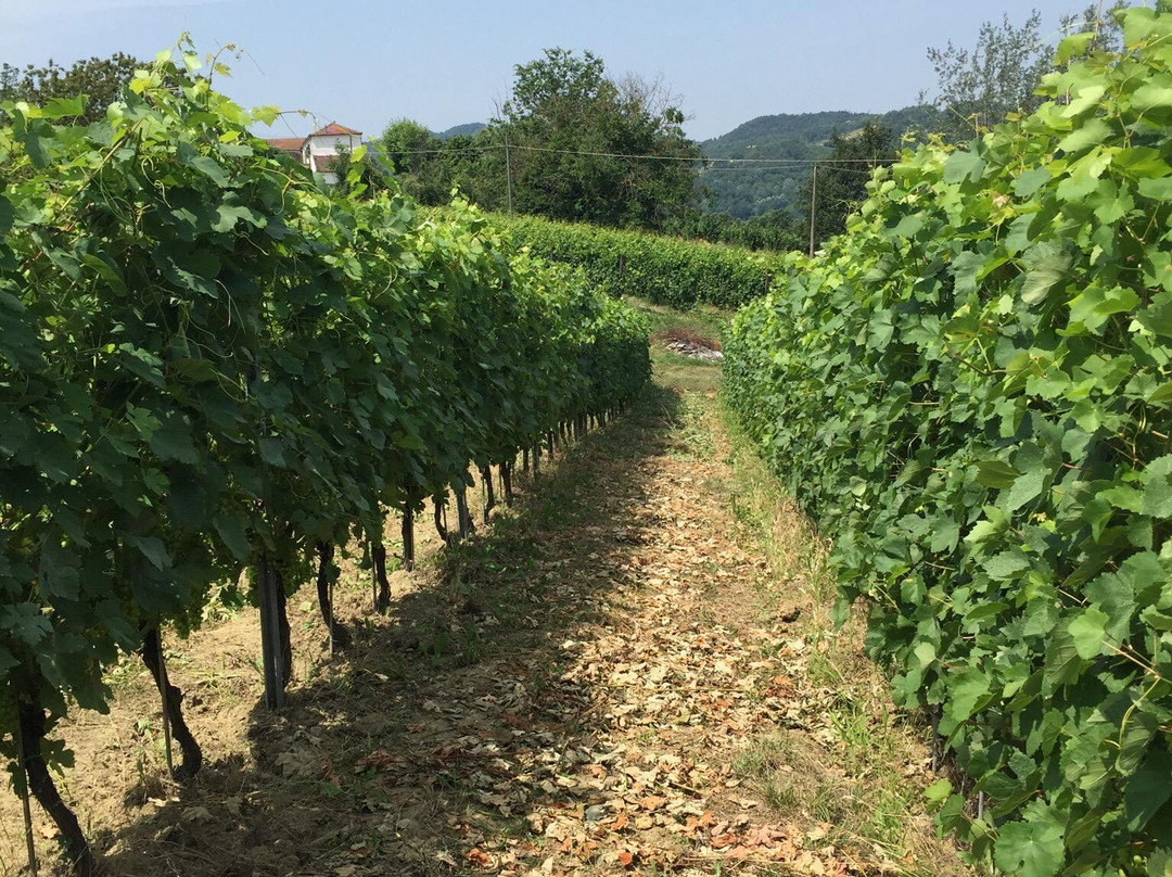 Azienda Vitivinicola Giulia - Sessanea景点图片