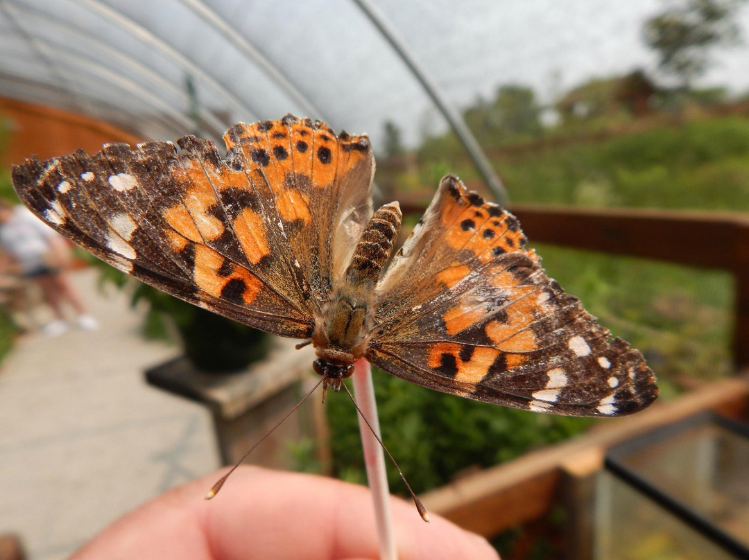 Butterfly Gardens of Wisconsin景点图片