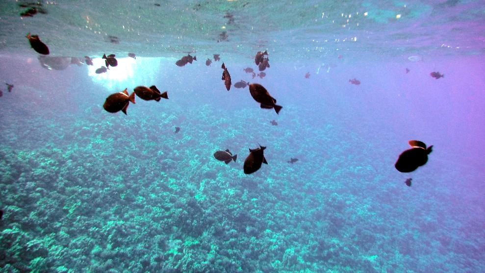 Aloha Blue Charters-玛阿拉也亚必去景点