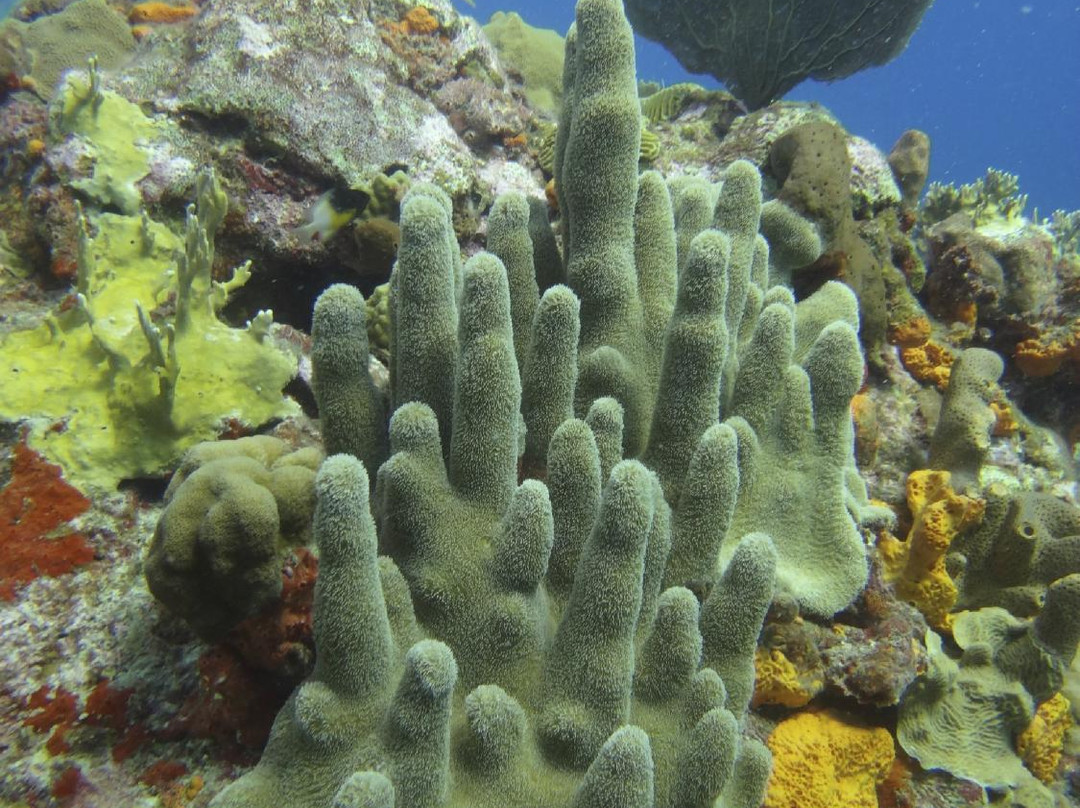 La Bulle Diving Center-居斯塔维亚必去景点