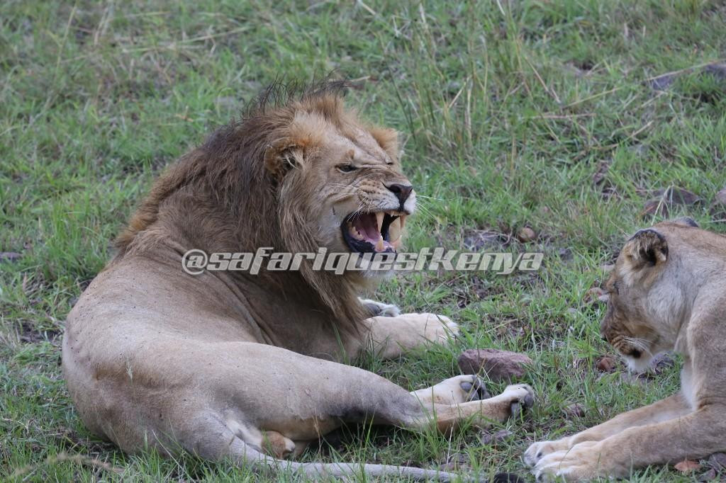 Safari Quest Kenya - Day Adventures景点图片