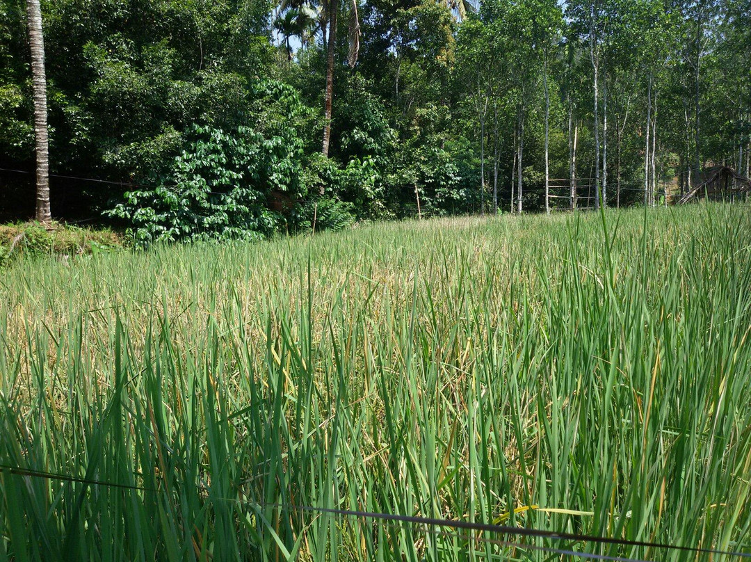 Kerala Farm景点图片
