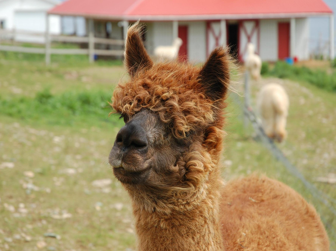 Alpacas of Newfoundland景点图片