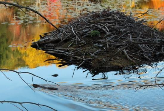 Mass Audubon Pleasant Valley Wildlife Sanctuary景点图片