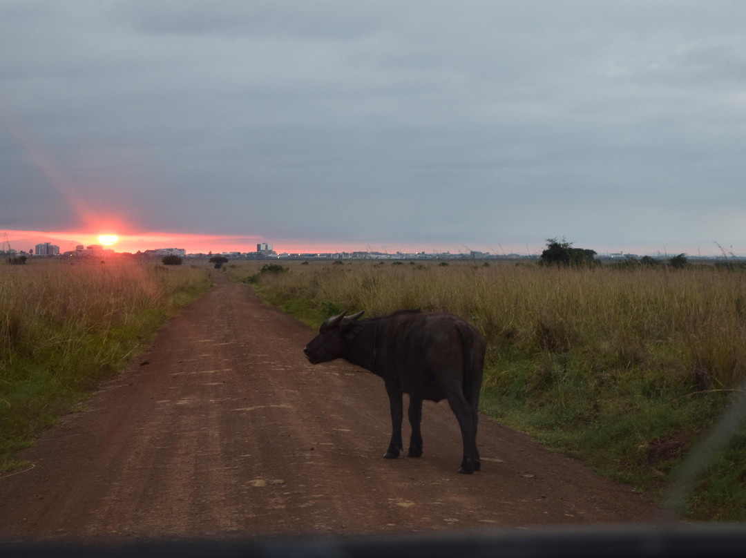 内罗毕国家公园-内罗毕必去景点