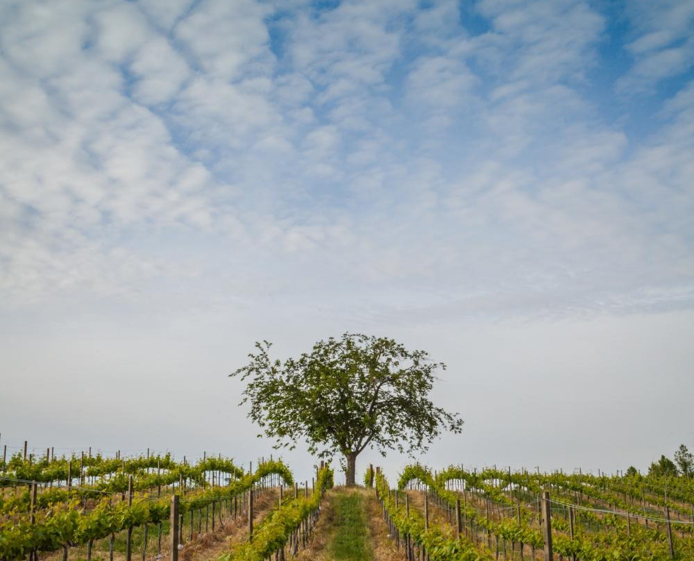 Wise Villa Winery景点图片