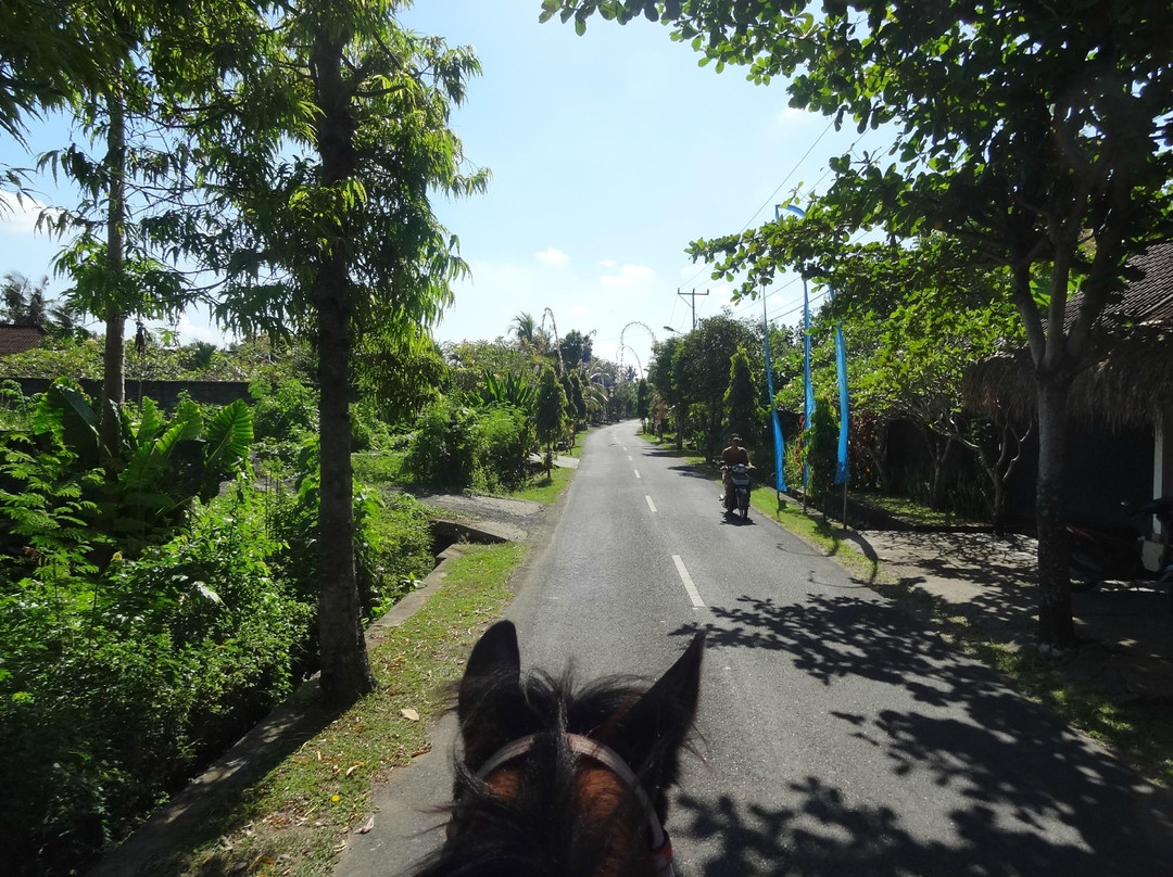 Kuda P Stables-达巴南必去景点