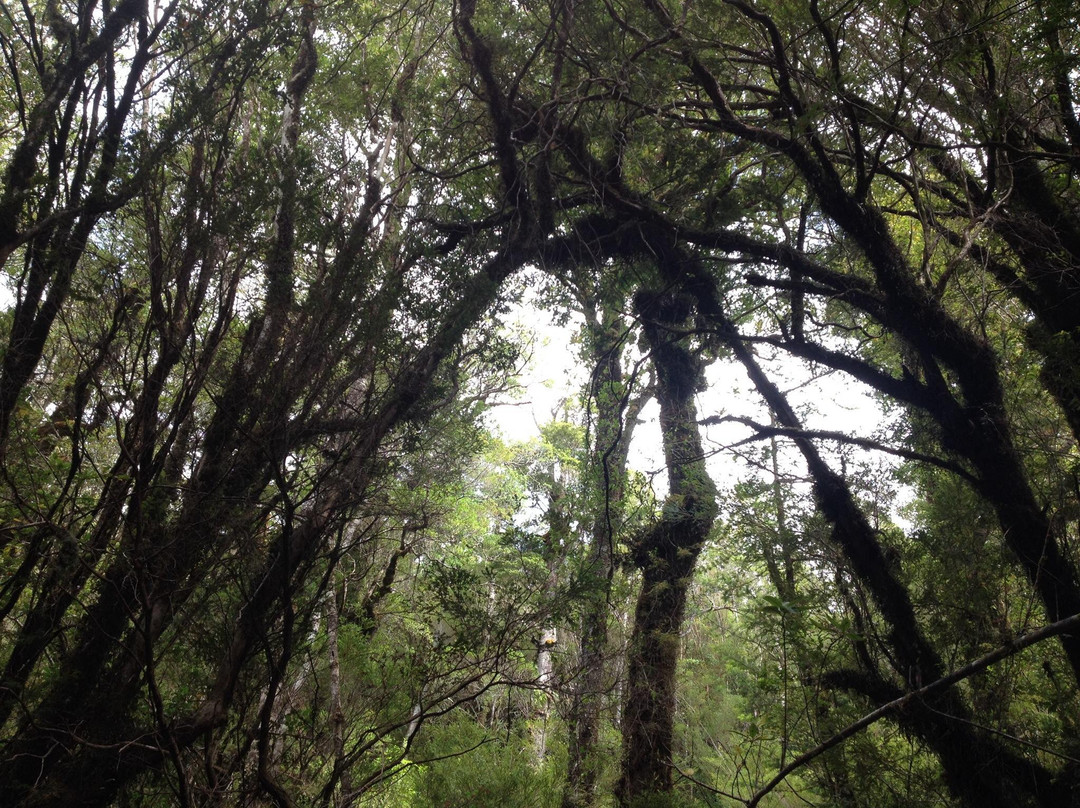 Parque Tantauco-奇洛埃岛必去景点