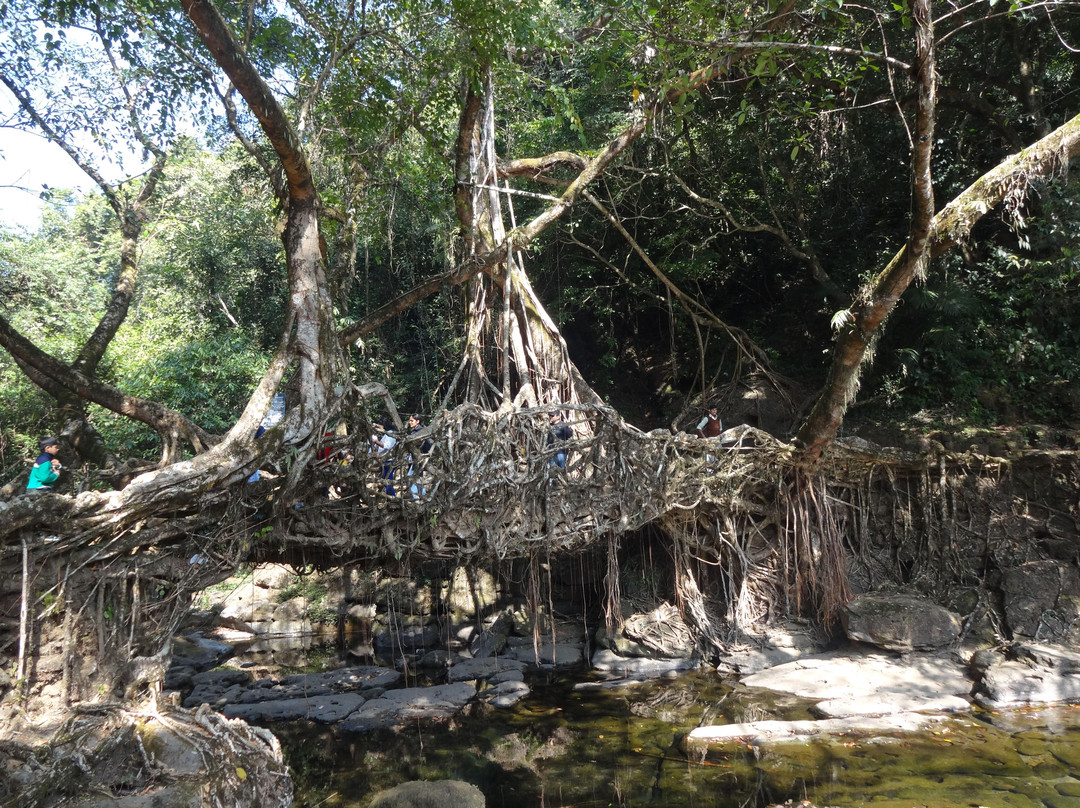Roots Bridges景点图片