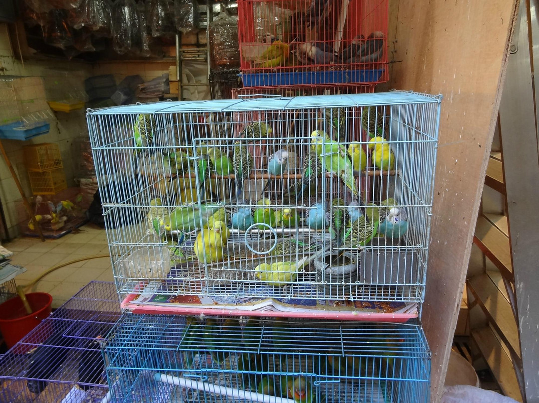 鸟市-香港必去景点