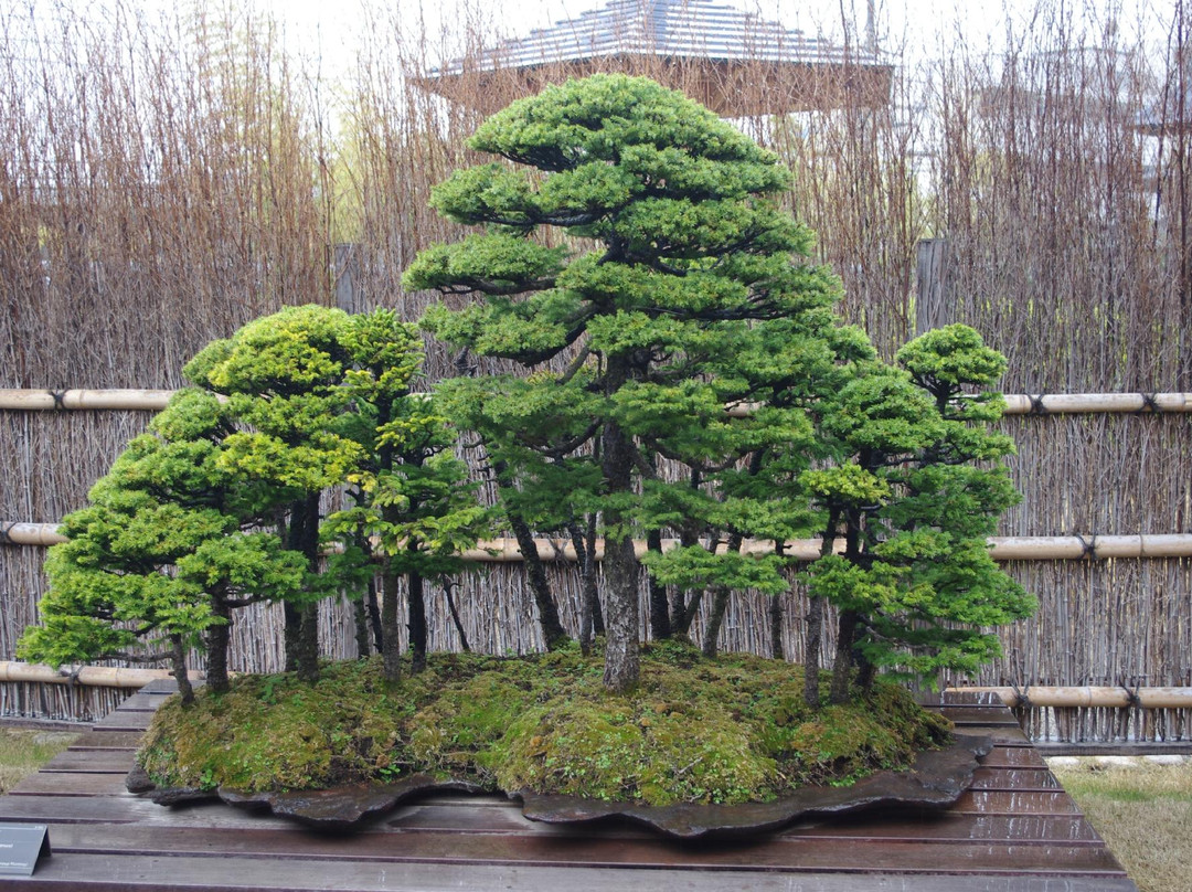 Omiya Bonsai Village-埼玉市必去景点
